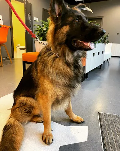 PRZYCHODNIA WETERYNARYJNA VETAN 3. Weterynarz Wrocław